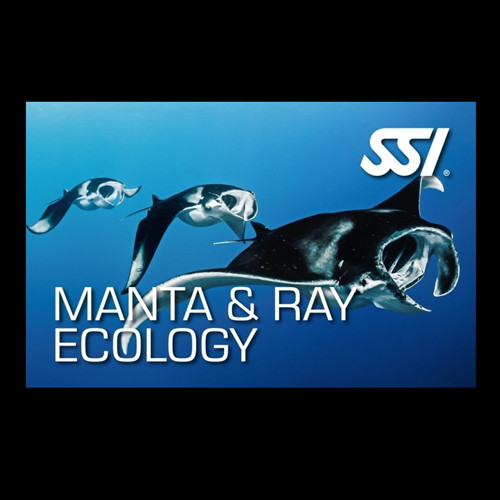 Manta & Ray Ecology